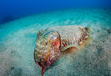 Cuttlefish ; comments:16