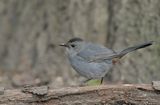 Grey Catbird ; comments:11