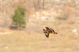 Обикновен мишелов (Buteo buteo) ; comments:5