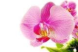 Orchidaceae ; Comments:1
