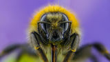 Пчела ; comments:9