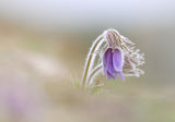 съсънка / Pulsatilla Pratensis L. ; comments:18