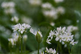 Левурдичката ми... да Ви се похваля с нея!!!  Левурдата, (Allium ursinum L.), наричана още мечи лук, див чесън и див лук е многогодишно луковично растение. ; comments:28