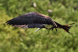 Frigatebird ; comments:67