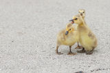 Ducklings ; comments:4