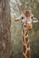 Cute giraffe ; Comments:13