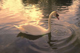 SWAN ; comments:8