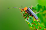 Cantharis rustica ; comments:7