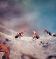Мравки работнички ; comments:70
