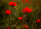 poppies ; comments:26