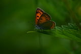 Lycaena dispar ; comments:10