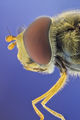 Hoverfly ; comments:7