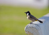 White-eared bulbul / белоух булбул/ ; comments:3