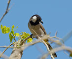 White-eared bulbul / белоух булбул/ ; comments:6