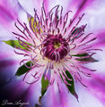 Purple flower .. ; Comments:5
