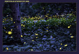 Fireflies 1 ; comments:6