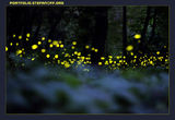 Fireflies 2 ; Коментари:5