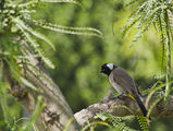 White-eared bulbul / белоух булбул/ ; comments:11