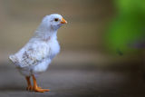 Cute little chiken ; comments:15