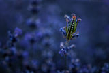 Lavender Grasshopper ; comments:5