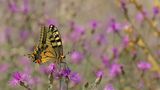 Papilio machaon в действие.. ; Коментари:13