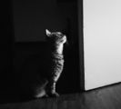 Котката и вратата ; Коментари:16