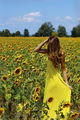 Sunflowers... ; Коментари:2