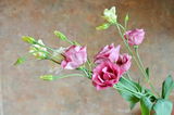 Двуцветна роза ; Comments:3