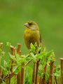 Зеленика (Carduelis chloris) ; comments:5