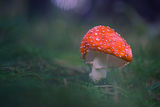 Червена мухоморка (Amanita muscaria) ; Коментари:36