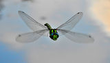 dragonfly ; comments:5