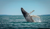 гърбат кит ; comments:42