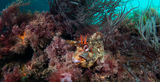 Tompot blenny ; Коментари:16