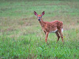 The Fallow Deer ; comments:10