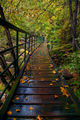 Тихите стъпки на есента ; comments:11
