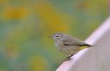 Palm Warbler ; comments:8