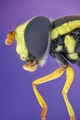 Syrphidae ; comments:9