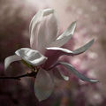 magnolia ; comments:2