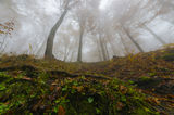 есенна гора ; comments:11