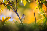   Lonely Bird ; comments:11