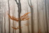 В мъгливата гора ; comments:14