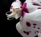 Орхидейно ; Коментари:8