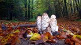 Coprinus comatus ; comments:15