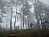 mountain mist ; comments:7