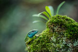 Зелен гущер (Lacerta viridis) ; comments:35
