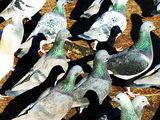 Подредените гълъби ; comments:12