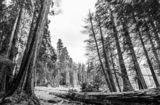Sequoia National Park ; comments:9