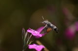 Гълъбовата опашка (Macroglossum stellatarum) ; comments:9