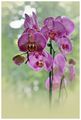 Коледни орхидеи ; comments:24