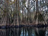 Cypress trees ; comments:10